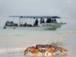Small Crab and our Dive Boat taken with a Canon SD550 Poi... by Terry Moore 